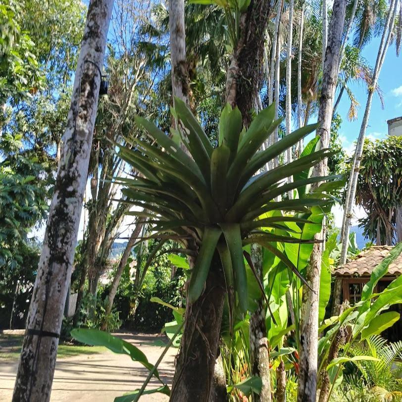 Villa Dos Passaros Paraty Hospedagem ภายนอก รูปภาพ
