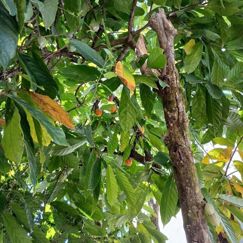 Villa Dos Passaros Paraty Hospedagem ภายนอก รูปภาพ